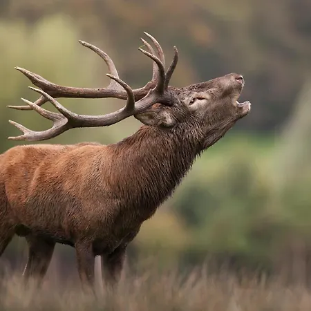 Nyaraló La Casa Di Alba-salome Metairies-Saint-Quirin
